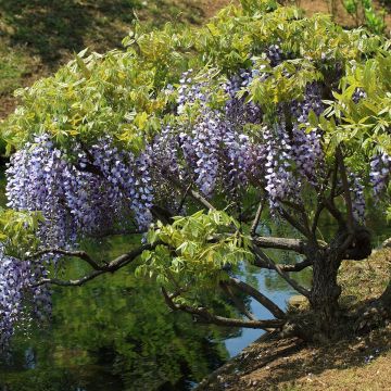 Wisteria floribunda - Glicinia japonesa