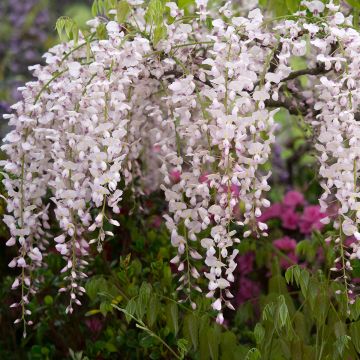 Wisteria floribunda Lipstick - Glicinia japonesa