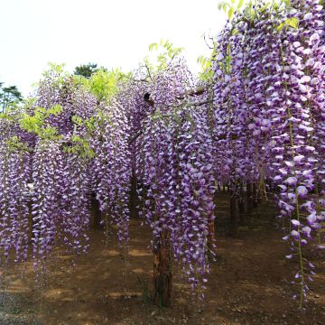 Wisteria floribunda Macrobotrys - Glicinia japonesa