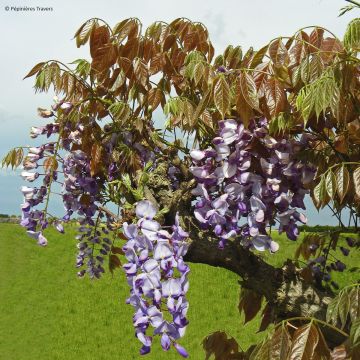 Wisteria sinensis Blue Line - Glicinia