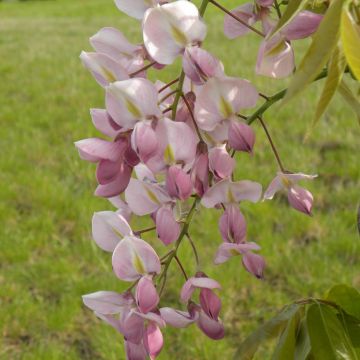 Wisteria venusta Rosea - Glicina japonesa