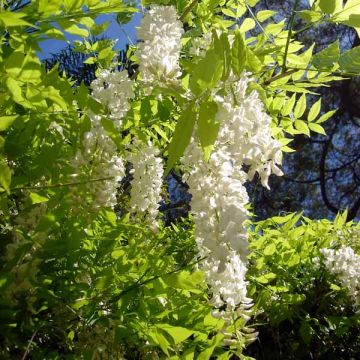 Wisteria sinensis Alba - Glicinia