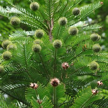 Wollemia nobilis - Pino de Wollemi