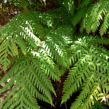 Woodwardia fimbriata - Helecho de cadenas gigante