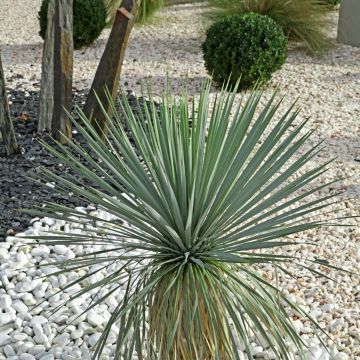 Yucca French Flag