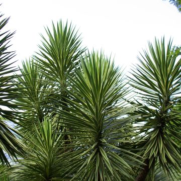 Yucca aloifolia - Yuca pinchuda