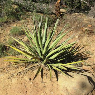 Yucca baccata - Daga española