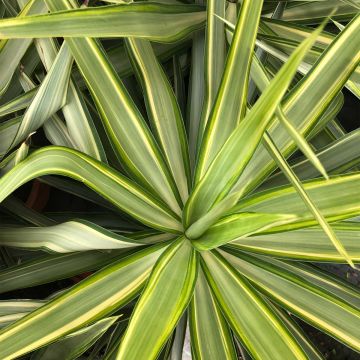 Yucca elephantipes Jewel - Yuca pie de elefante