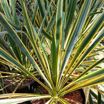 Yucca filamentosa Bright Edge - Aguja de Adán