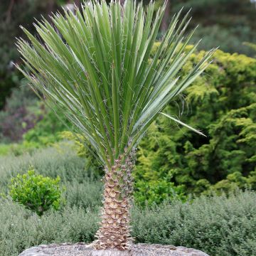 Yucca filamentosa - Aguja de Adán