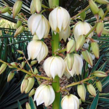 Yucca gloriosa - Daga española