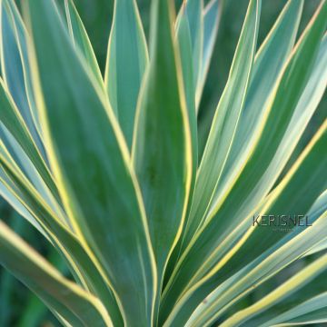 Yucca gloriosa Variegata - Daga española