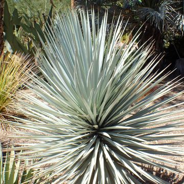 Yucca rigida Blue Sentry - Yuca rígida