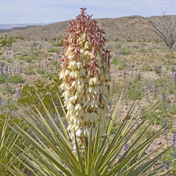 Yucca torreyi - Yuca de Torrey