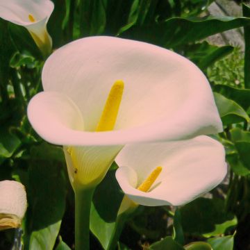 Zantedeschia aethiopica Pink Mist - Cala