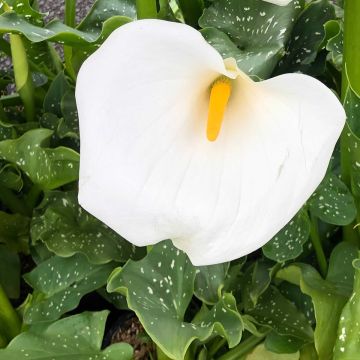 Zantedeschia aethiopica Himalaya - Cala