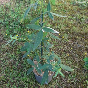 Zanthoxylum armatum - Pimienta de Timut