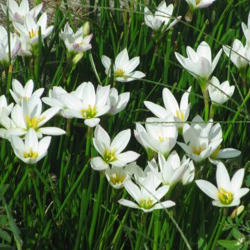 Zephyranthes candida - Lirio de lluvia blanco