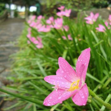 Zephyrantes rosea - Lirio de lluvia rosa