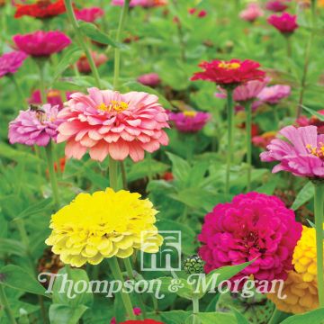 Zinnia Giant Double Mixed