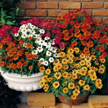 Zinnia Profusion Double Mix