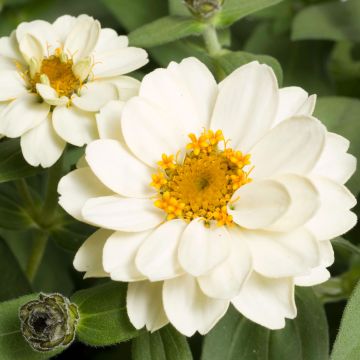 Zinnia Zahara Double White