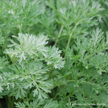 Ajenjo Bio - Ferme de Sainte Marthe - Artemisia absinthium