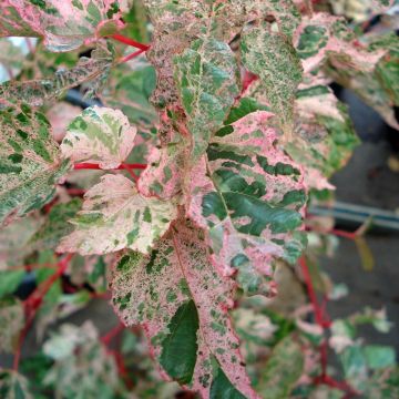 Acer conspicuum Red Flamingo