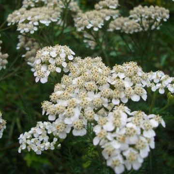 Milenrama Heinrich Vogeler - Achillea millefolium