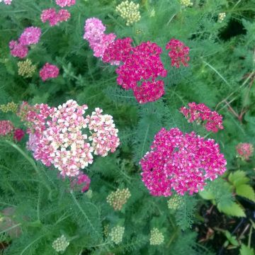 Milenrama Desert Eve Deep Rose - Achillea millefolium