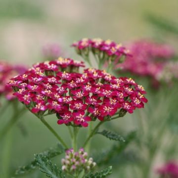 Milenrama Cerise Queen - Achillea millefolium