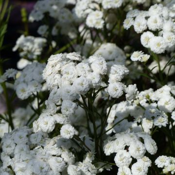 Achillea ptarmica Perry s White