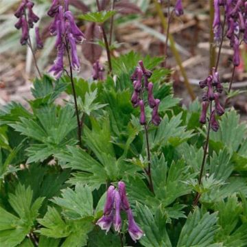 Aconitum Purple Sparrow