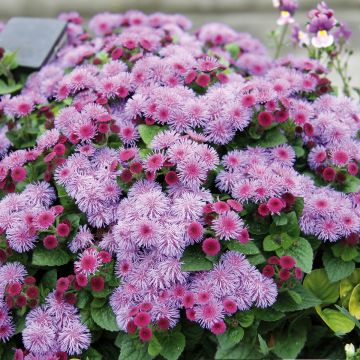 Ageratum houstonianium Cushion Violet