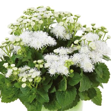 Ageratum houstonianium Cushion White