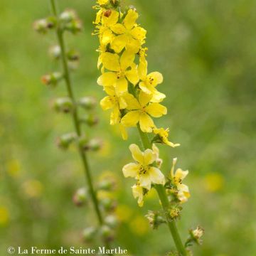 Hierba de San Guillermo BIO - Agrimonia eupatoria