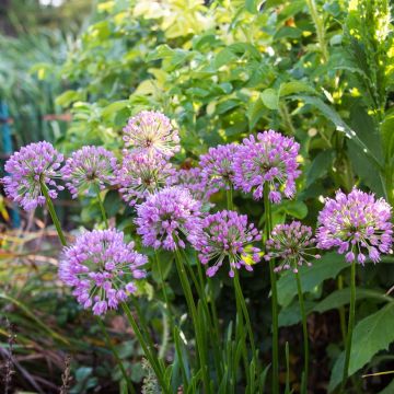 Allium Millenium - Ajo decorativo