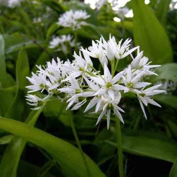 Ajo de oso (bombillas) - Allium ursinum