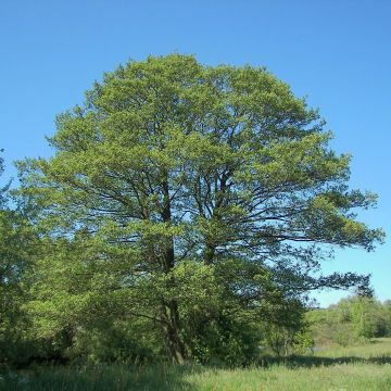 Aliso común - Alnus glutinosa