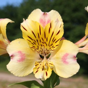 Alstroemeria Majestic Briançon