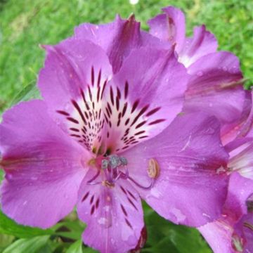 Alstroemeria Pitchounes Lucas