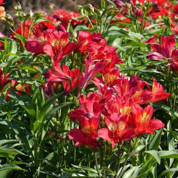 Alstroemeria Summer Paradise Summer Red