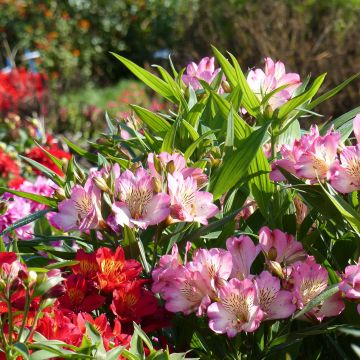 Alstroemeria Summer Paradise Summer Break