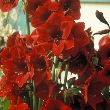 Amaryllis Benfica - Hippeastrum