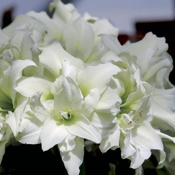 Amaryllis Ice Queen - Hippeastrum