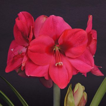 Amaryllis Lagoon - Hippeastrum