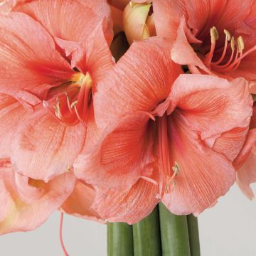 Amaryllis Rilona - Hippeastrum