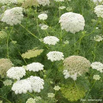 Ammi visnaga The giant - Viznaga