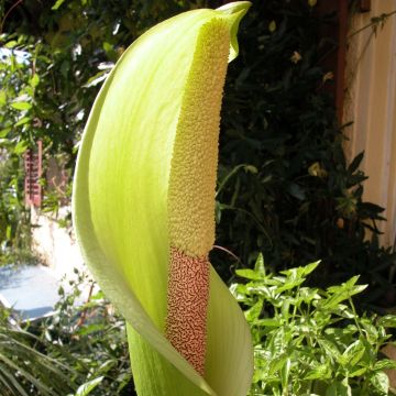 Amorphophallus napalensis - Azucena vudu