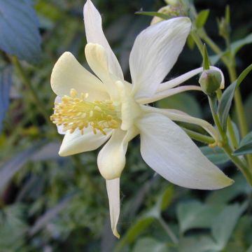 Aquilegia caerulea Snow Queen